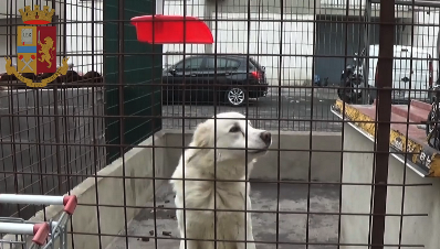 Catania, sequestrati alloggi e box abusivi a Nesima: liberati pure 11 cani