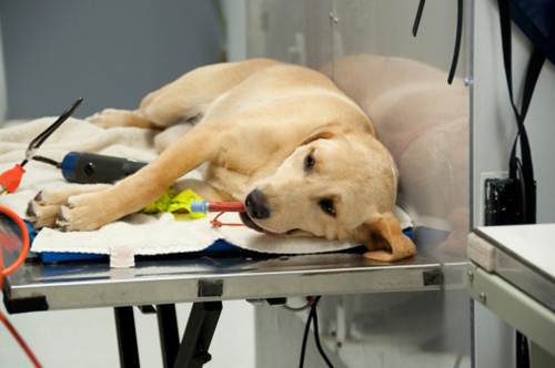 Identificazione canina, l'Asp di Siracusa apre l'ambulatorio di veterinaria anche il lunedì pomeriggio