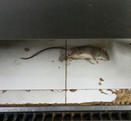 Topi morti nell'ospedale di Modica, Asp: "Stop ai pasti"