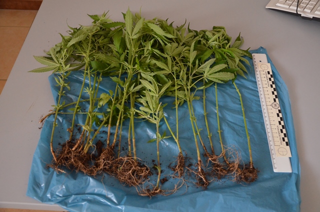 Droga, una "serra" di marijuana scoperta dalla polizia di Priolo