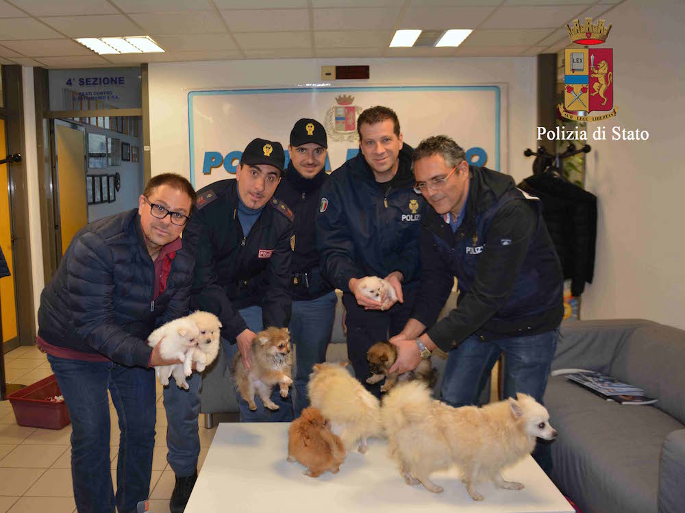 Cuccioli rubati a Vittoria, la polizia li recupera in fin di vita