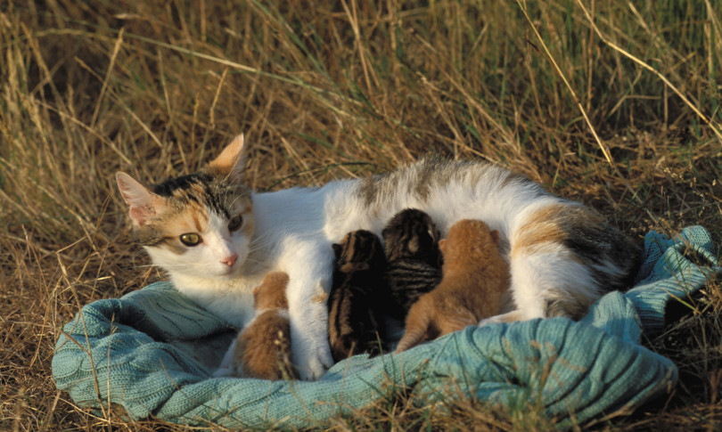 Triplicata l'adozione dei gatti in tempi di pandemia
