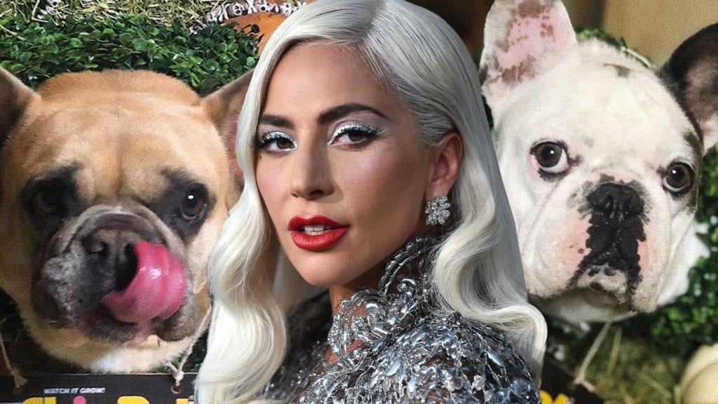 Usa, condannato a 4 anni il ragazzo che rubò i cani di Lady Gaga