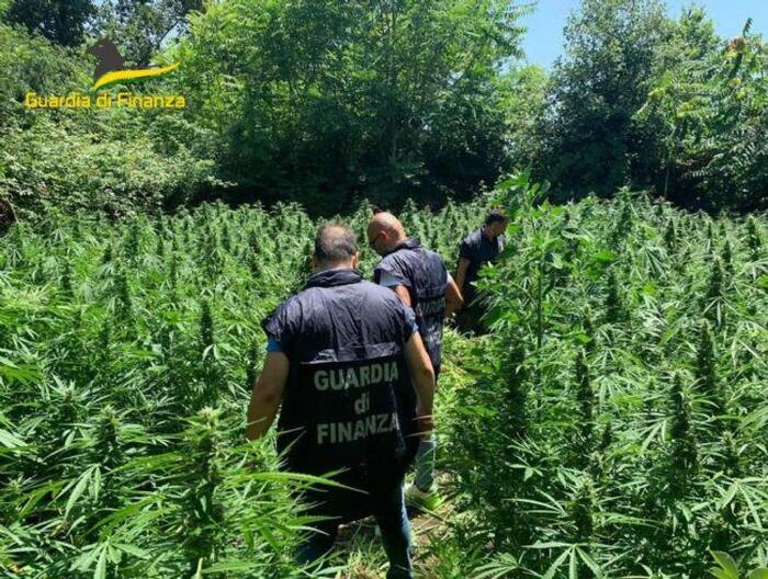 Droga, sequestrata piantagione di cannabis a Lamezia Terme