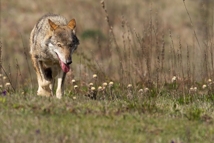 Reggio Calabria, lupo ucciso a fucilate nel Parco dell'Aspromonte