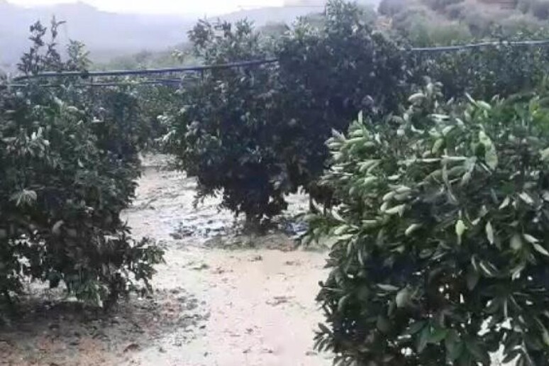 La grandine provoca danni alle coltivazioni di Ribera