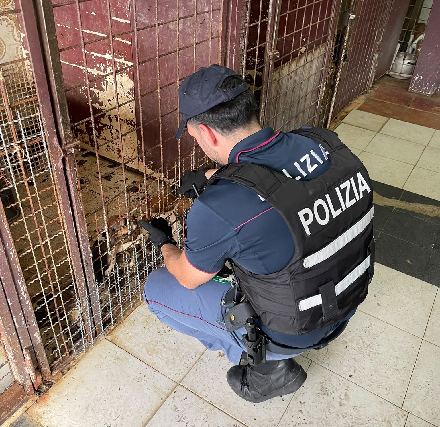 Blitz della Polizia: salvati 20 cagnolini e 12 furetti in gabbia (VIDEO)