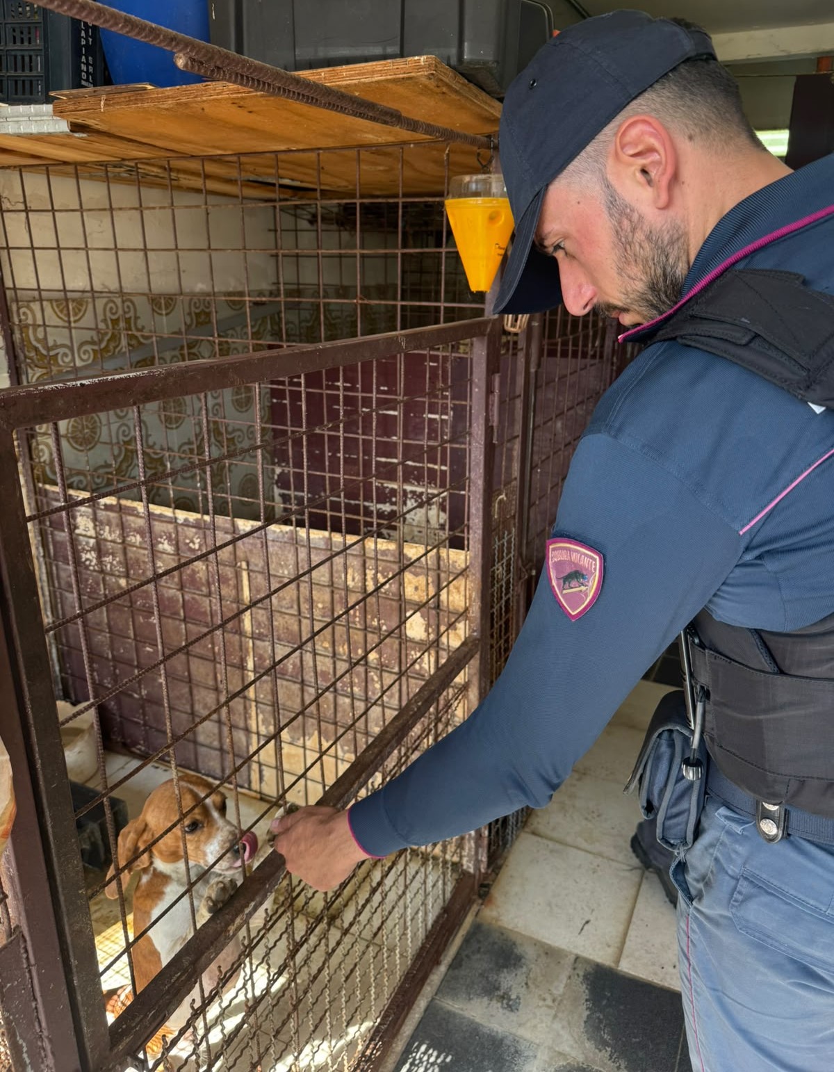 Blitz della Polizia: salvati 20 cagnolini e 12 furetti in gabbia (VIDEO)