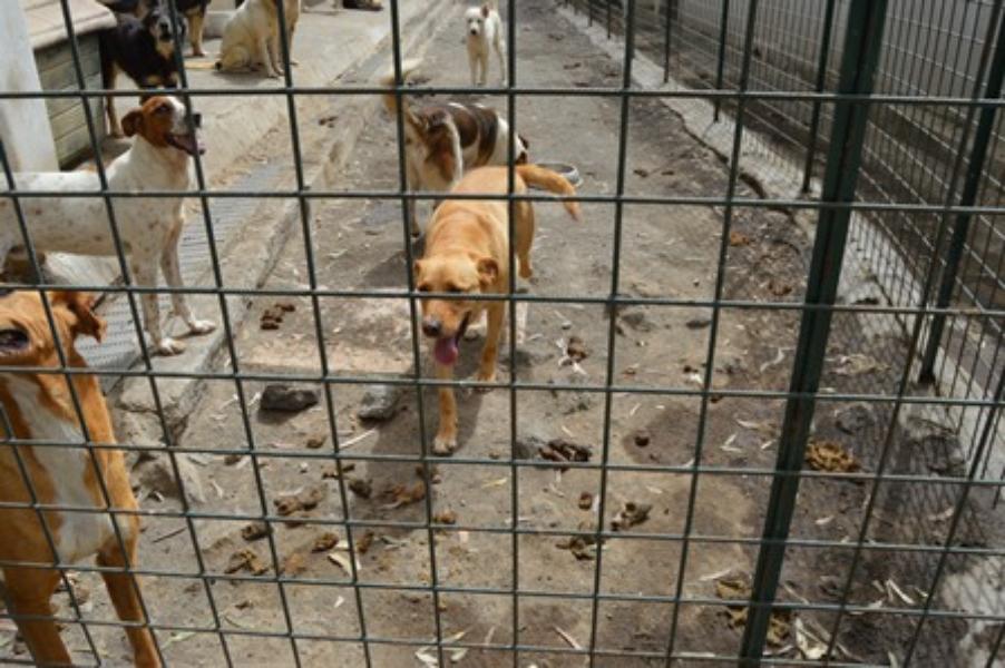 Animali, associazione "degli orrori" a Catania: tutti a giudizio