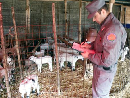 Pasqua, allevamenti abusivi di agnellini in Campania: blitz della finanza