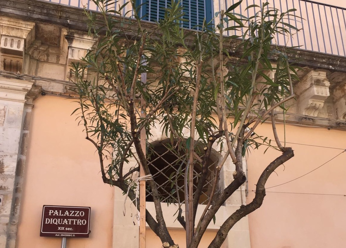 Alberelli potati in via Orfanotrofio a Ragusa Ibla, l'ira dello chef