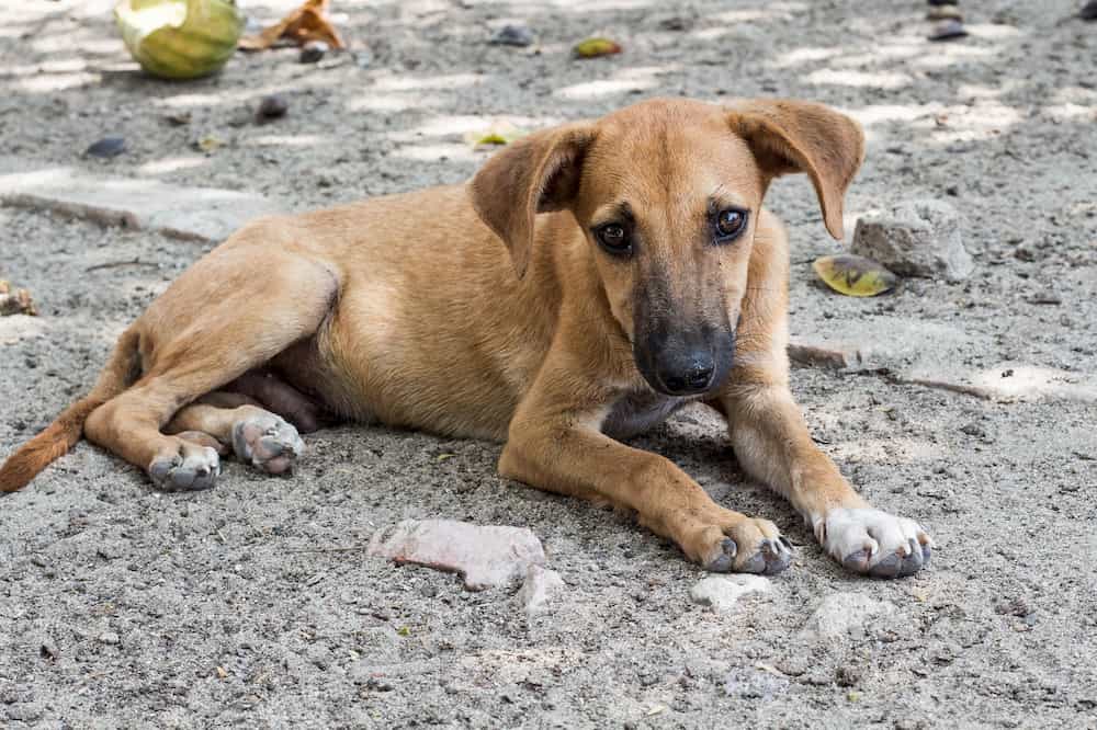 Gela, l'Oipa: emergenza sterilizzazioni e cure per i cani randagi