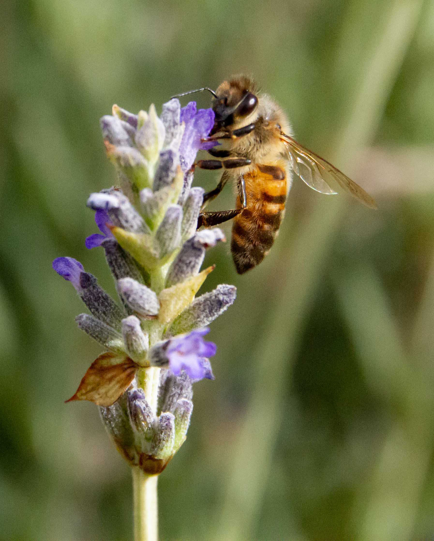 Pantelleria: firmata da 14 Paesi la prima dichiarazione sulle api selvatiche