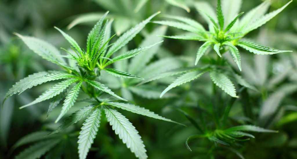 Siracusa, detenuto ai domiciliari trovato con una pianta di cannabis