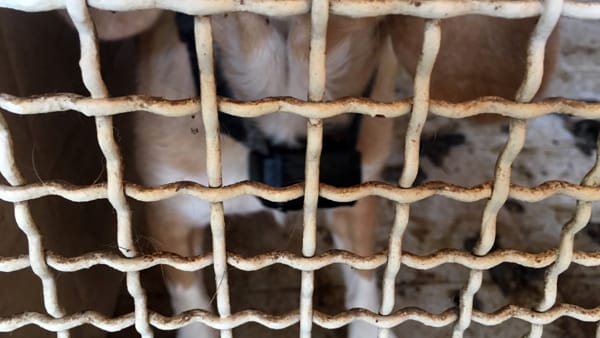 Crea per tre volte canile lager: denunciato a piede libero ad Agrigento