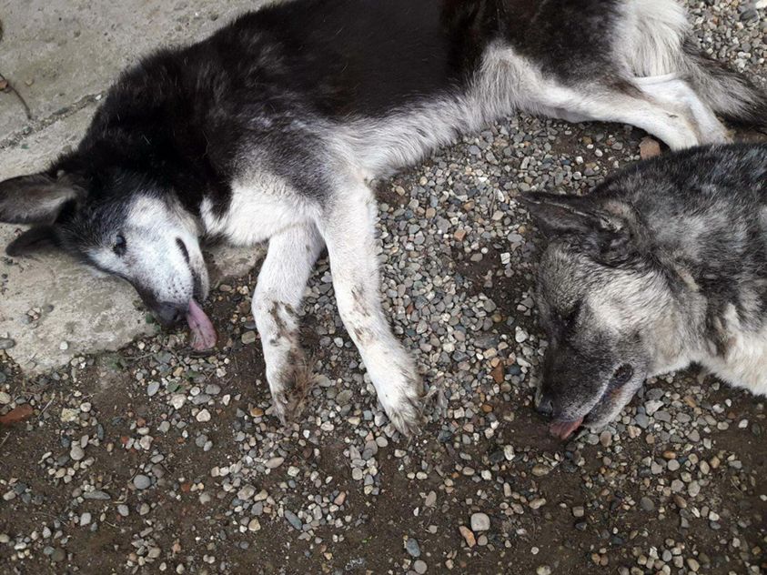 Cani uccisi nell'Agrigentino, una taglia per scoprire i colpevoli