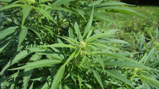 Marsala, coltivava marijuana in un magazzino: arrestato