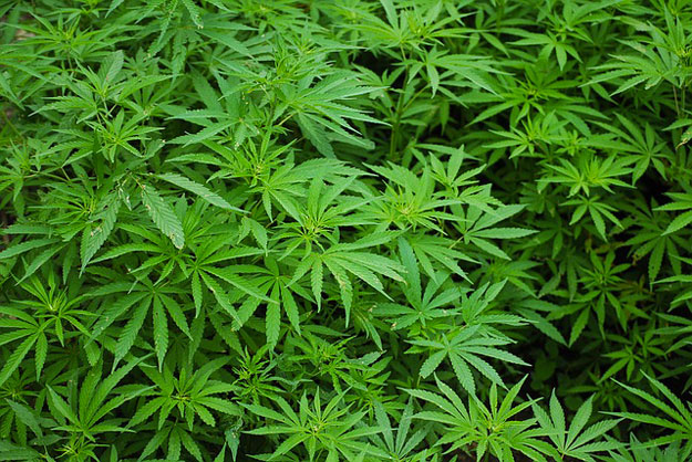 Centuripe, due agricolltori arrestati per coltivazione di cannabis