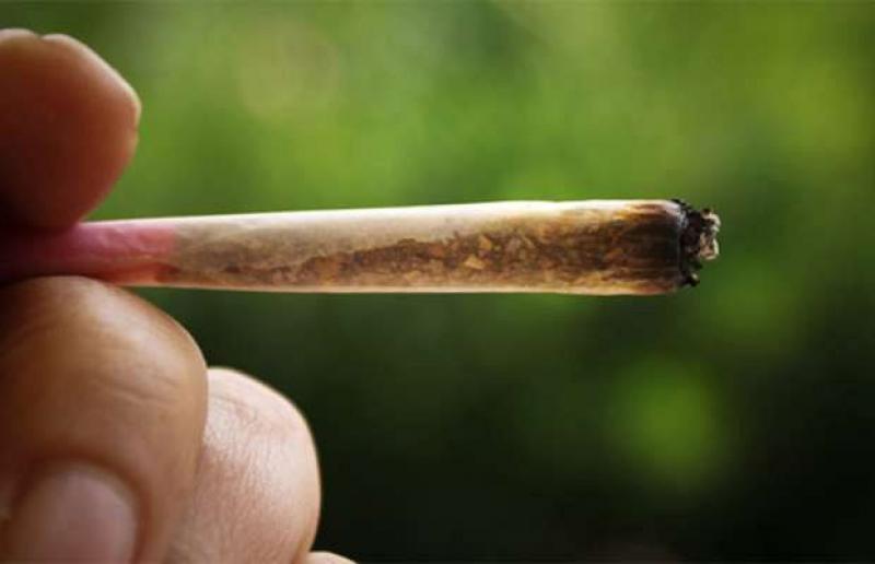 Cannabis domestica, la può fumare soltanto il coltivatore: la Cassazione non ha depositato la sentenza