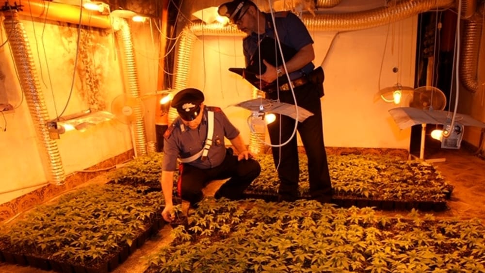 Sequestrate nel Palermitano 897 piante di cannabis indica: un arresto