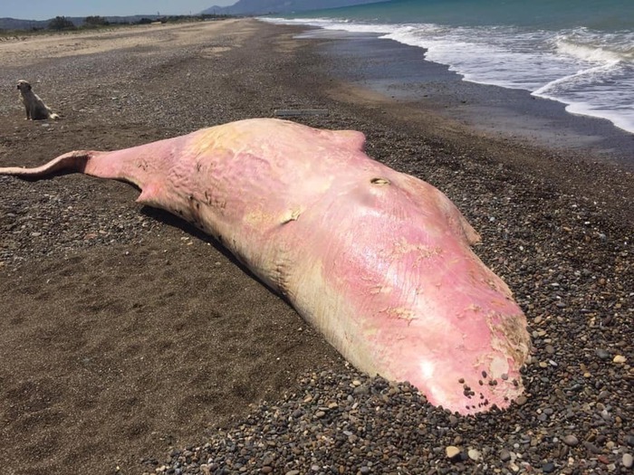 Cadavere di capodoglio rosa trovato in una spiaggia del Palermitano