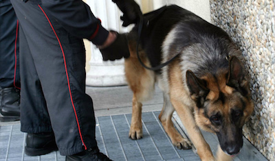 Cane antidroga Mike trova cocaina, arrestato a Palermo un 22enne