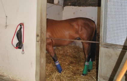 Cavalli maltrattati in stalle abusive, multa da 4 mila euro a Catania