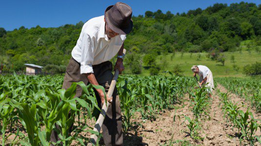Agricoltura: fermi 143 mln a 8000 imprese bio Sicilia, atteso Cga