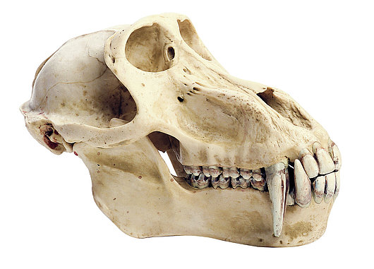 Torna a Roma con un souvenir dall'Africa: un cranio di babbuino 