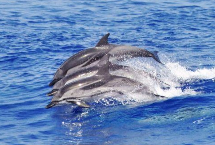 Eolie, pescatori con l'acqua alla gola: "Colpa dei delfini"