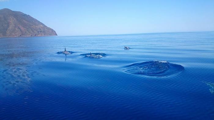 Delfini e tartarughe alle isole Eolie, 'hanno fame e vogliono cibo'