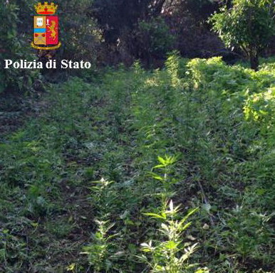 Scoperte 2.500 piante di marijuana a Scordia: scatta il sequestro