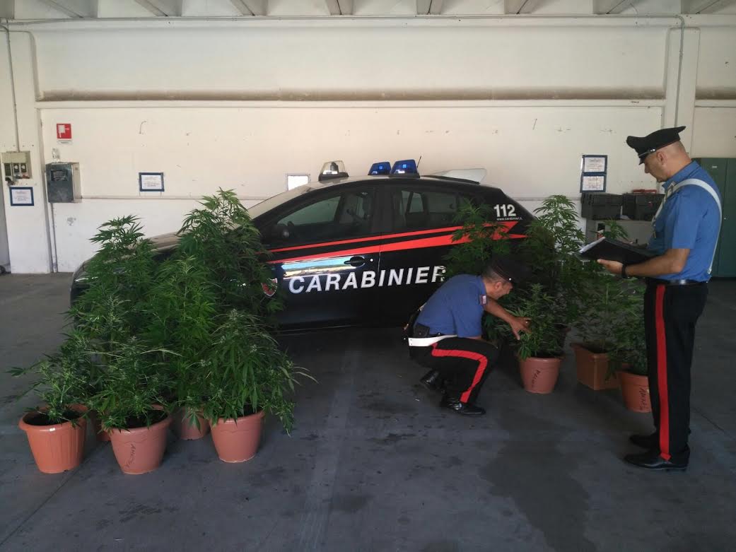 Sul terrazzo 3 piante di cannabis, denunciato nel Messinese