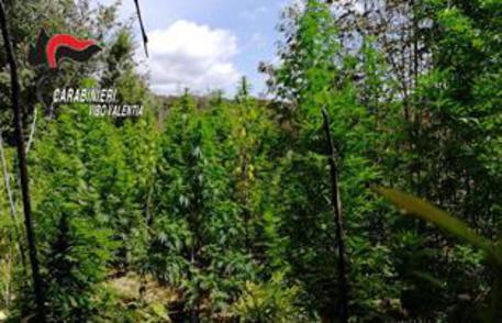 Droga, cinque coltivazioni di canapa indiana scoperte nel Vibonese