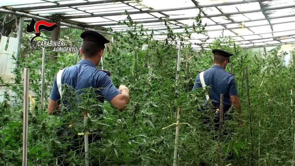 Coniugi di Ribera arrestati con 1000 chili di marijuana
