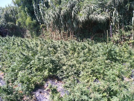 Droga, scoperte e sequestrate oltre mille piante di marijuana in Calabria