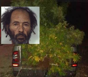 Droga, una "serra" di marijuana in un terreno di Vizzini: un arresto