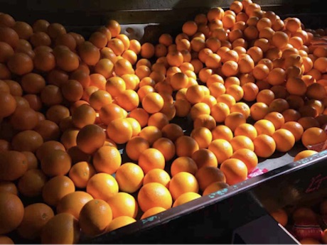 Falsi prodotti bio, 11 chili di arance sequestrate a Catania e Messina