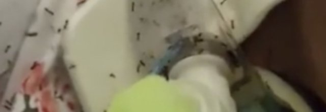 Morta la donna sommersa dalle formiche mentre era ricoverata a Napoli