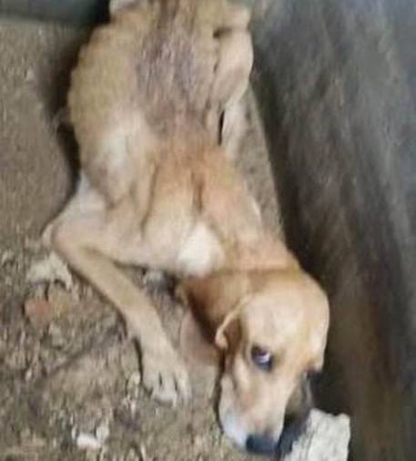 Fossa comune di cani a Marsala, anche una cagnolina ancora viva