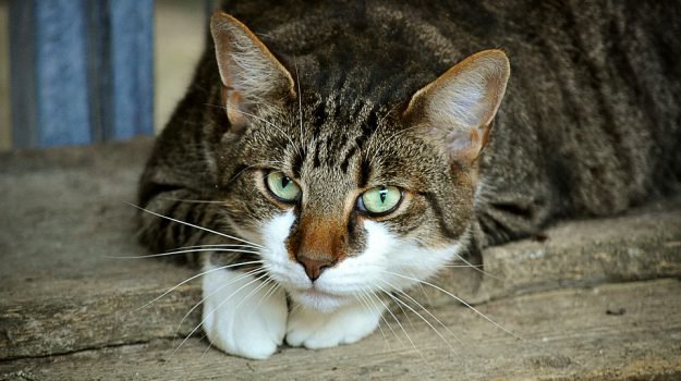 Lipari, avvelenata una colonia di gatti: per Enpa gesto vigliacco