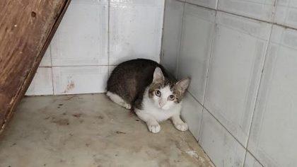 Catania, guardie zoofile salvano 5 gatti rinchiusi in una "casa degli orrori"
