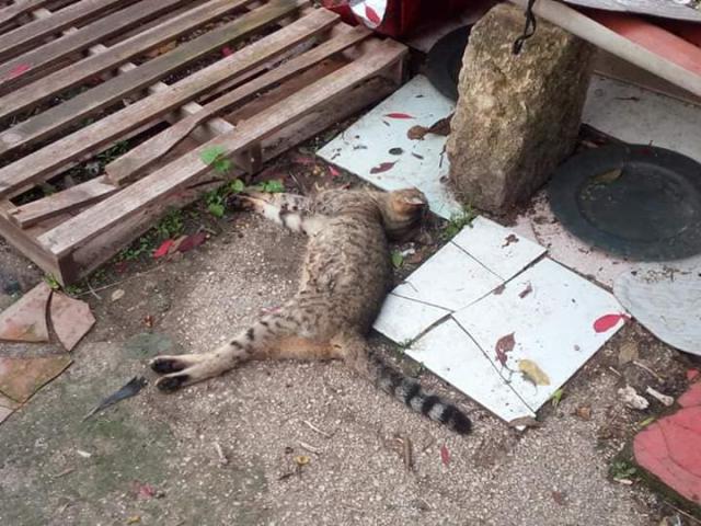 Una decina di gatti trovati morti a Sciacca: forse avvelenamento