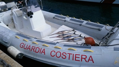 Reggio Calabria, sequestrati 8 quintali di pesce perché sottomisura