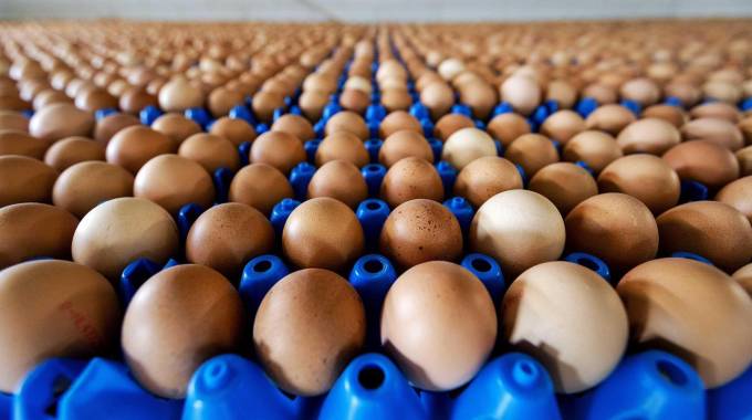 Uova contaminate trovate nel Salernitano, controlli a tappeto