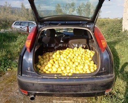 Ruba cento chili di limoni da un'azienda agricola di Siracusa