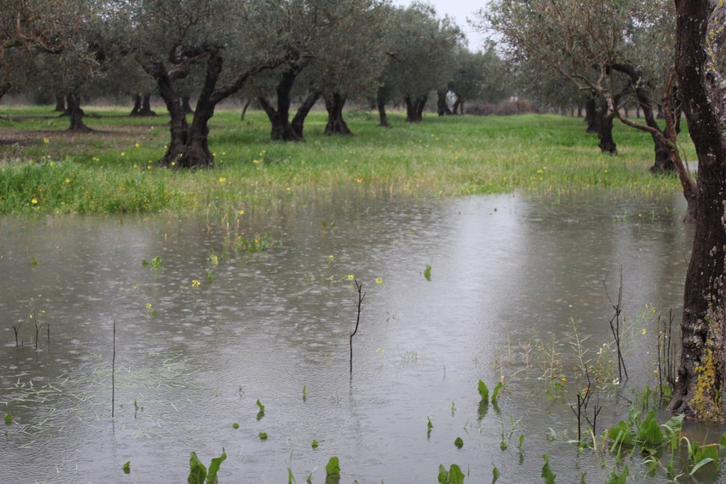Maltempo, Pagano: "Stop alle sanzioni alle imprese agricole colpite in Sicilia"