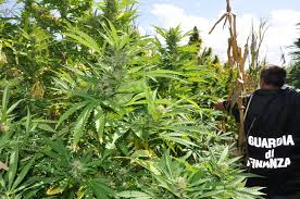 Partinico, 100 piante di marijuana in casa di un anziano: arrestato