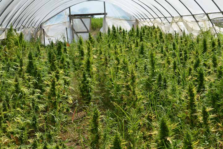 Droga, 214 piante di cannabis nel Palermitano: un arresto
