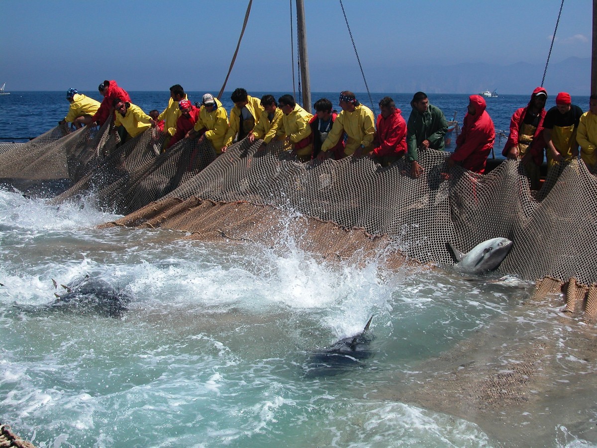 Progetto "Fishtuna", tonno e tonnara a Favignana per attrarre turismo